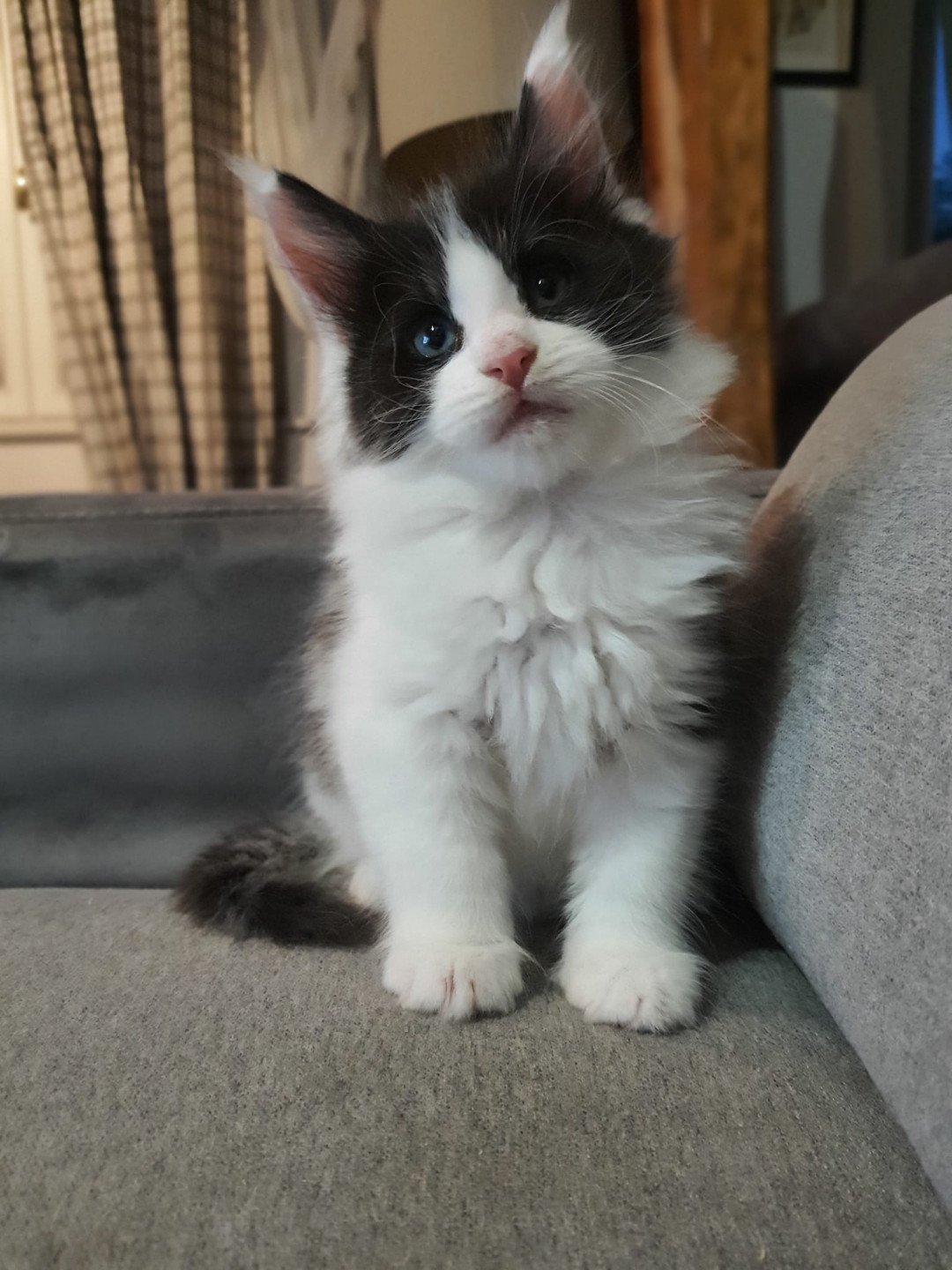 chaton Maine coon black & blanc arlequin Chatterie Campobello Di Licata