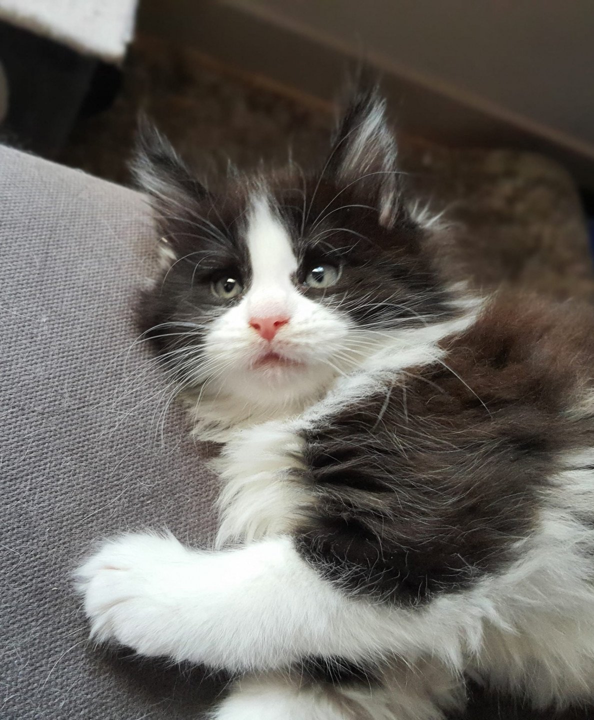 chaton Maine coon black bicolor Tiramisu Chatterie Campobello Di Licata