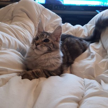 chat Maine coon black silver blotched tabby Callista Chatterie Campobello Di Licata chat Maine coon black silver blotched tabby Callista Chatterie Campobello Di Licata